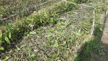 Saplings