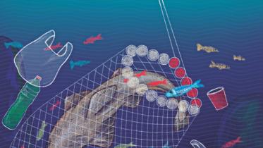 Saving the Sawfish