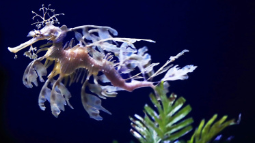 sea-dragon-ap-wb.jpg
