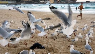 seagulls
