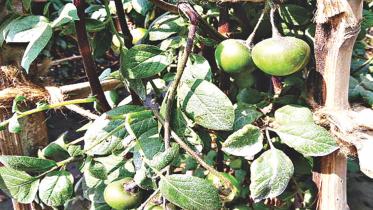 Potato Seeds