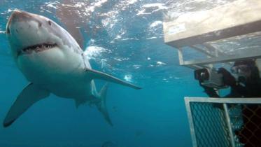 Shark-Hawaii.jpg