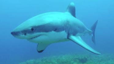 shark_twitter.JPG