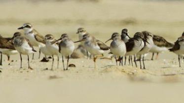 Shorebirds.jpg