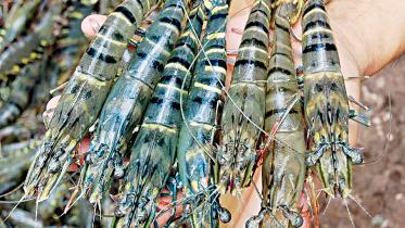 Shrimp-farmers-no-win-situation.jpg