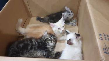 singapore-kittens-afp-wb.jpg