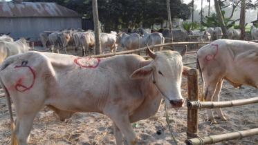 Smuggled-Indian-cattle.jpg