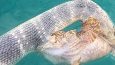 snake-fish-Australia.jpg