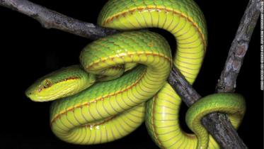 Snake web.jpg