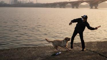 South Korea dog