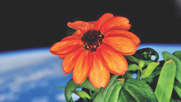 space flower.jpg