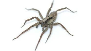 spider.JPG
