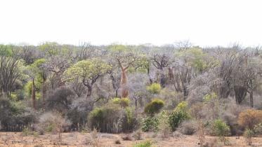 Spiny Forest 1.jpg