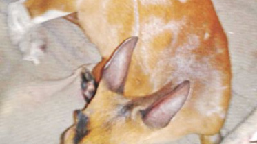 spotted deer.jpg