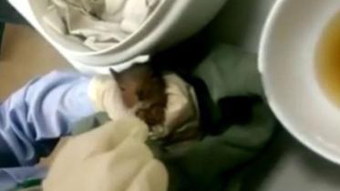 squirrel new.jpg
