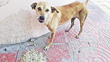 stray dog.jpg