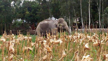 stray elephant.jpg