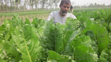 sugar beet.jpg
