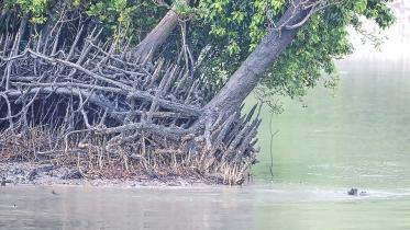 Sundarban.jpg