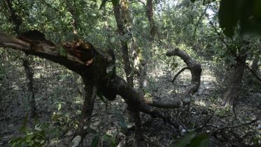 sundarban.jpg