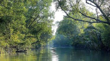 sundarban Sundari trees