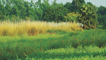 sundarbans 1.jpg