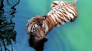 Sundarbans Tiger