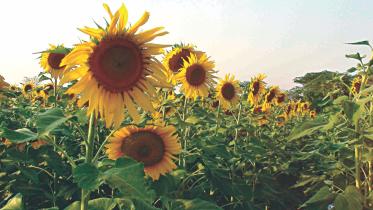 sunflower.jpg