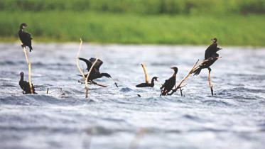 Tanguar-Haor-1WB.jpg
