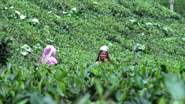 tea.mov_.still-web.jpg
