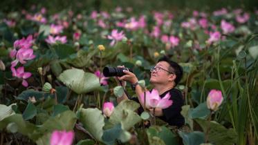 Thai-lotuses.jpg