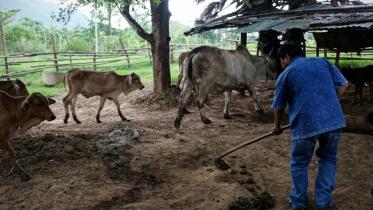 Thai village,using poop,generate power,renewable energy,green technology,environment friendly,energy crusaders,afp