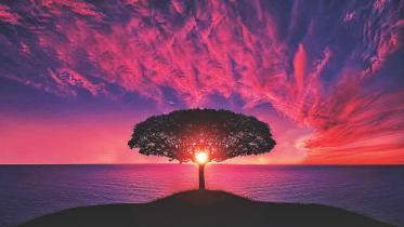 The Burning Tree
