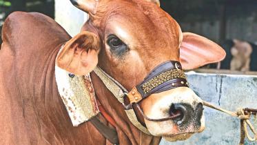 the cow.jpg