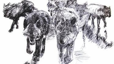 The Wolves
