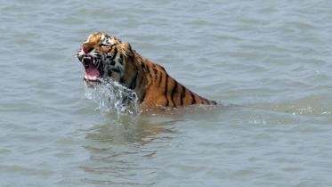 Tiger--1WB.jpg