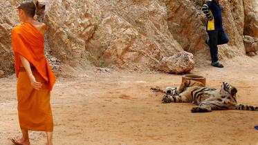 tiger-temple-3.jpg