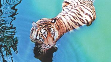 tiger.jpg