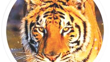 tiger.jpg
