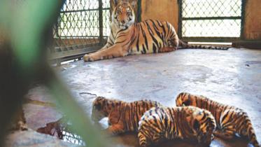 tigers_gave_birth.jpg