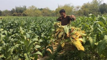 tobacco cultivation
