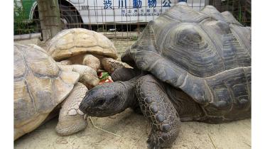 Tortoise-wbe.jpg