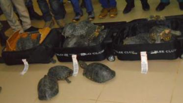 tortoises_PAlo.jpg