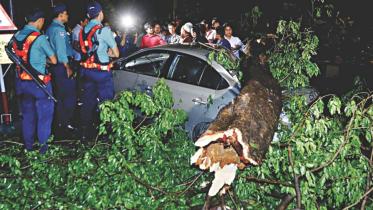 tree fall.jpg