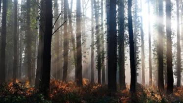 trees--2-WB.jpg