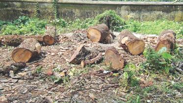No one felled the trees!