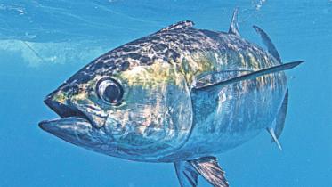tuna fish.jpg