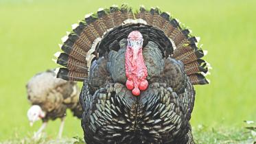 Turkey