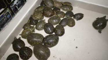 Turtle.jpg