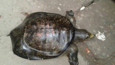 Turtles-2.jpg